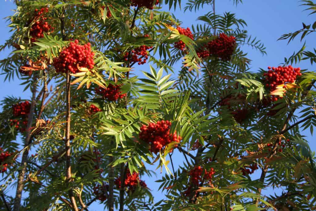 Sorbus ulleungensis 'Dodong'