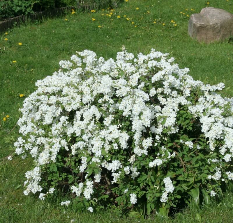 Exochorda 'The Bride'