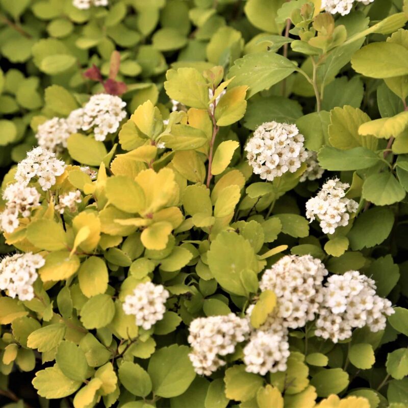 Spiraea betulifolia 'Tor Gold'