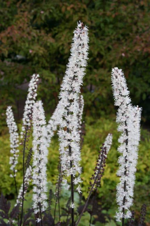 Actaea simplex 'Brunette'