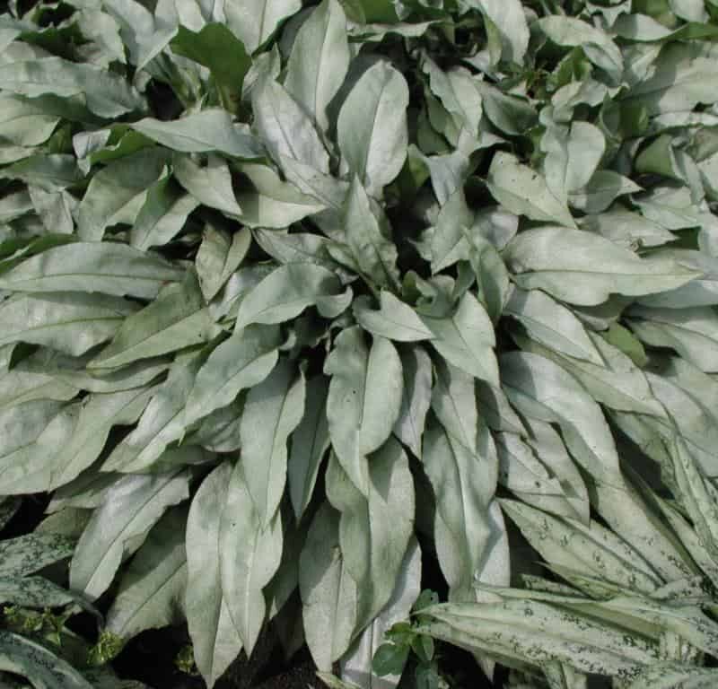 Pulmonaria 'Majesté'
