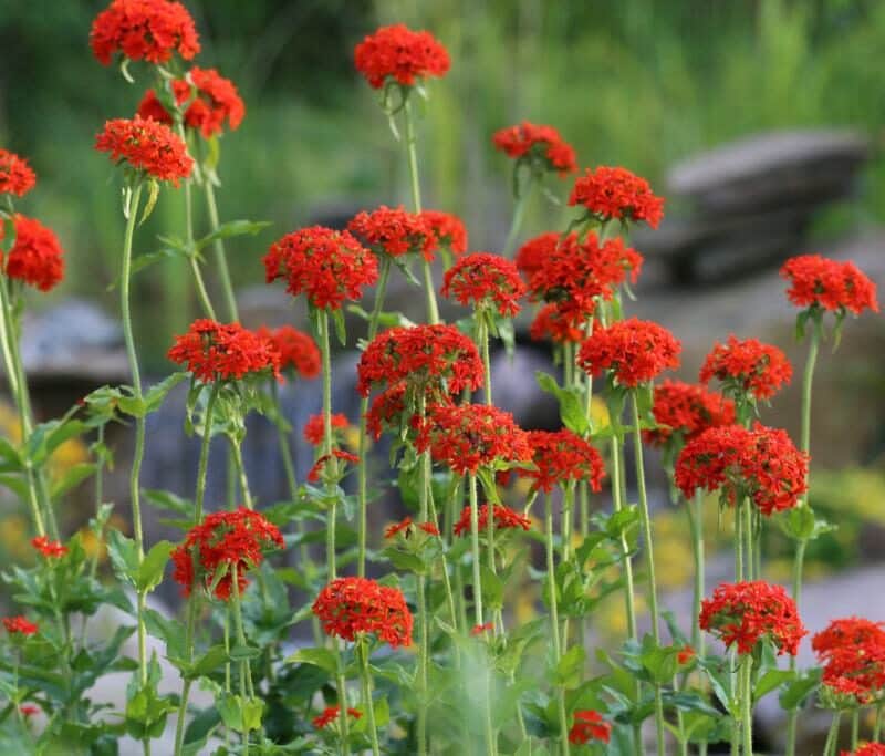 Lychnis chalcedonica