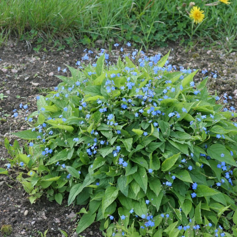 Omphalodes verna