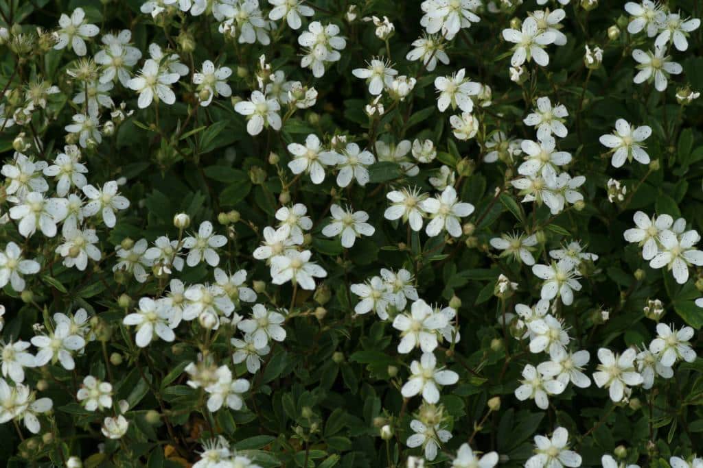 Potentilla tridentata 'Nuuk'