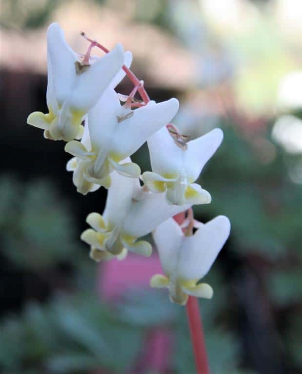 Dicentra cucullaria