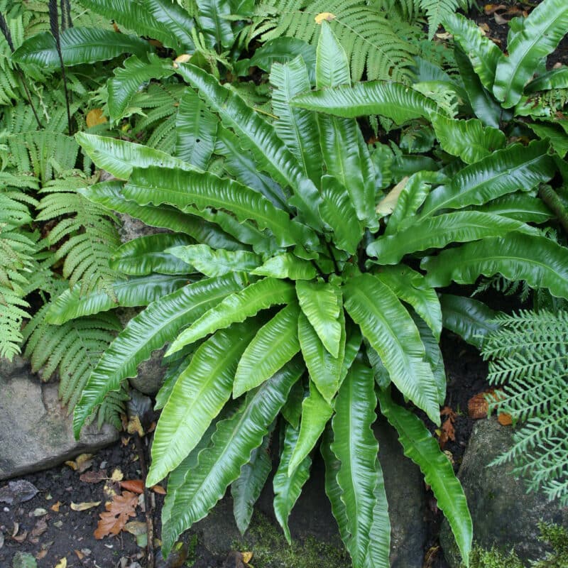 Polypodium vulgare