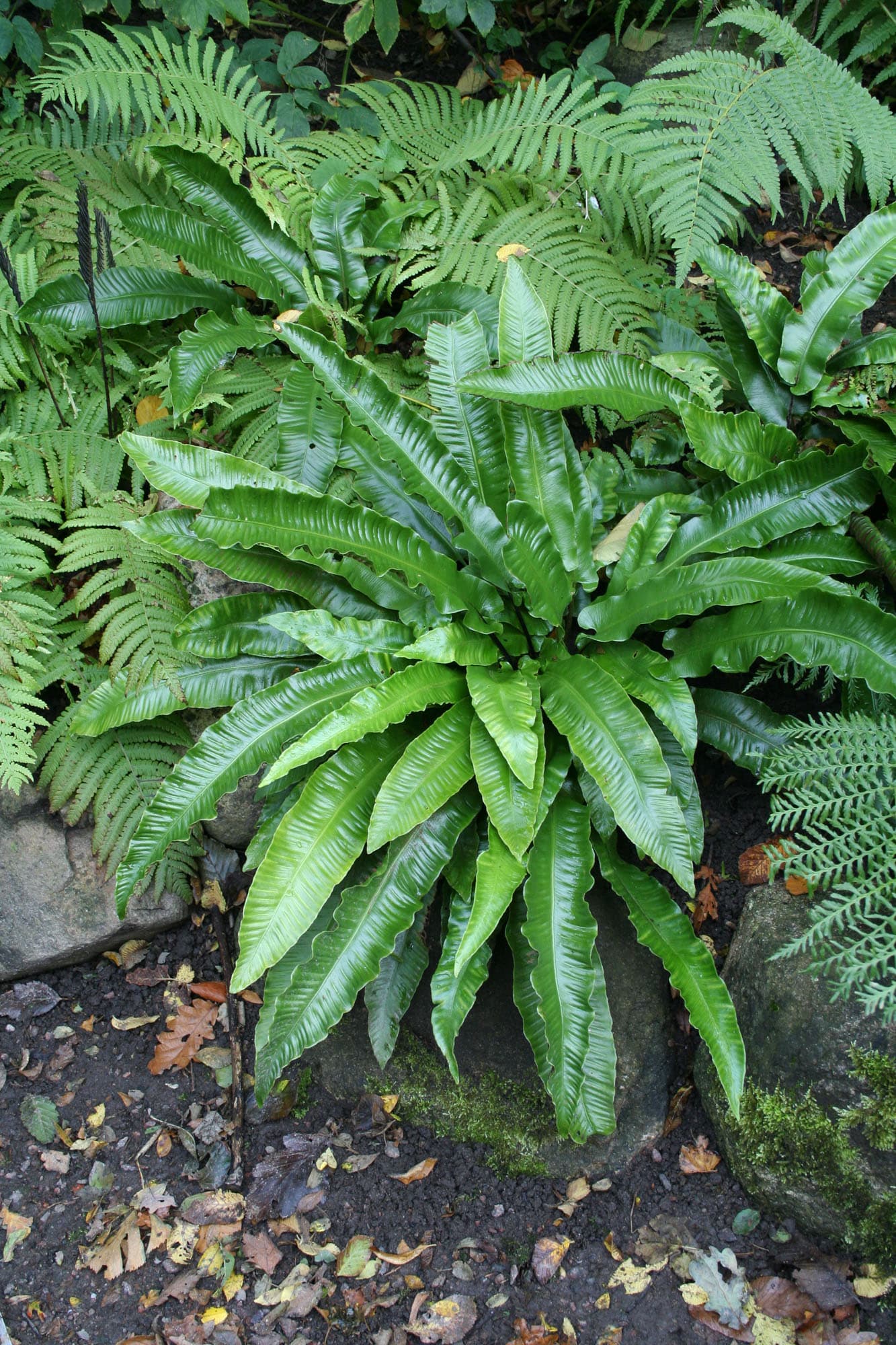 Polypodium vulgare