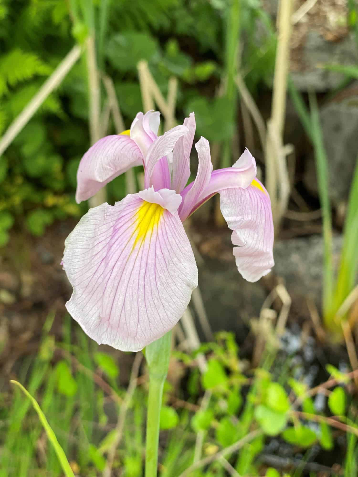 Iris laevigata 'Rose Queen'