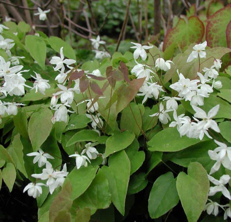 Epimedium youngianum 'Niveum'