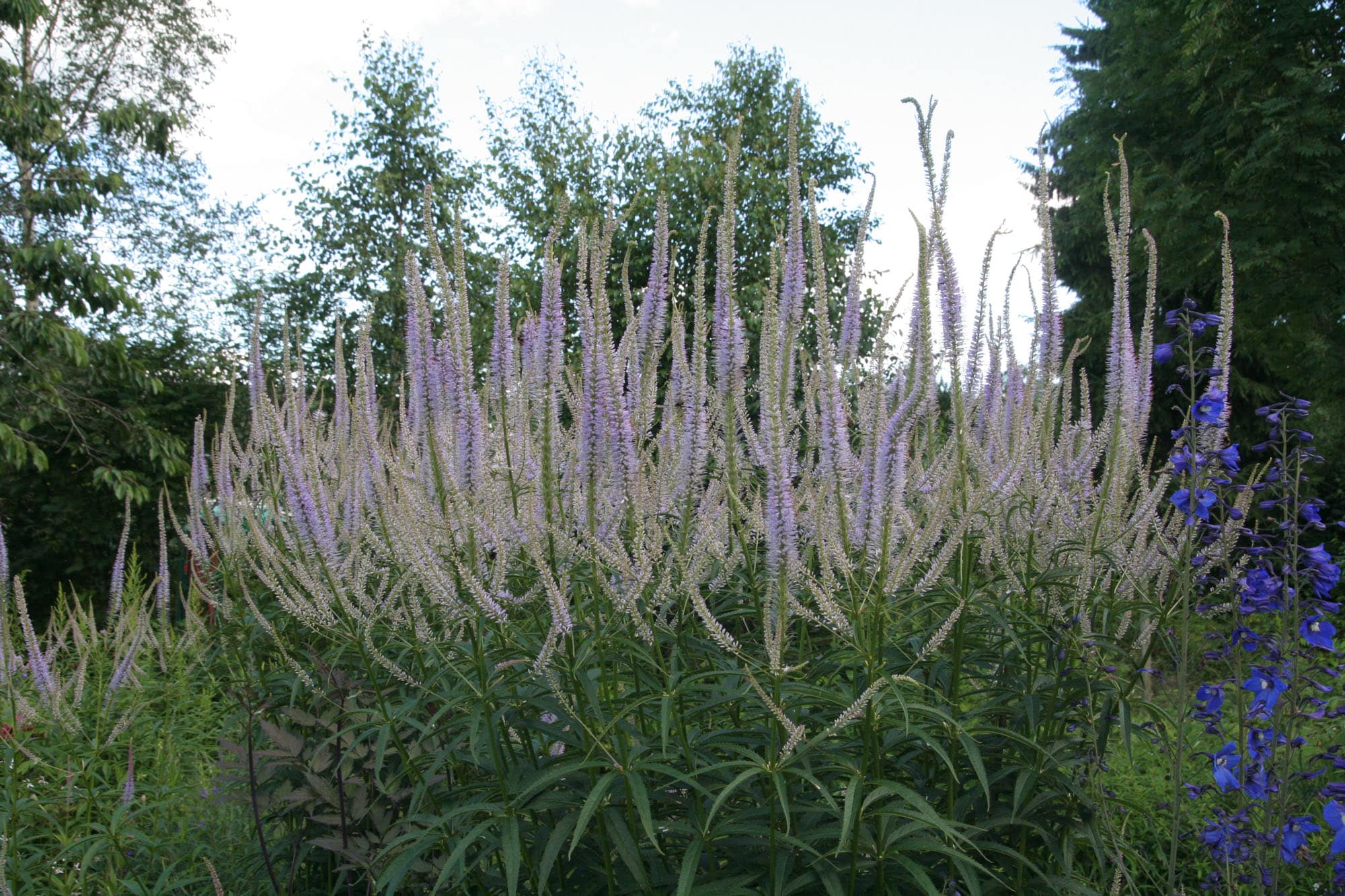 Veronicastrum virginicum 'Fascination'