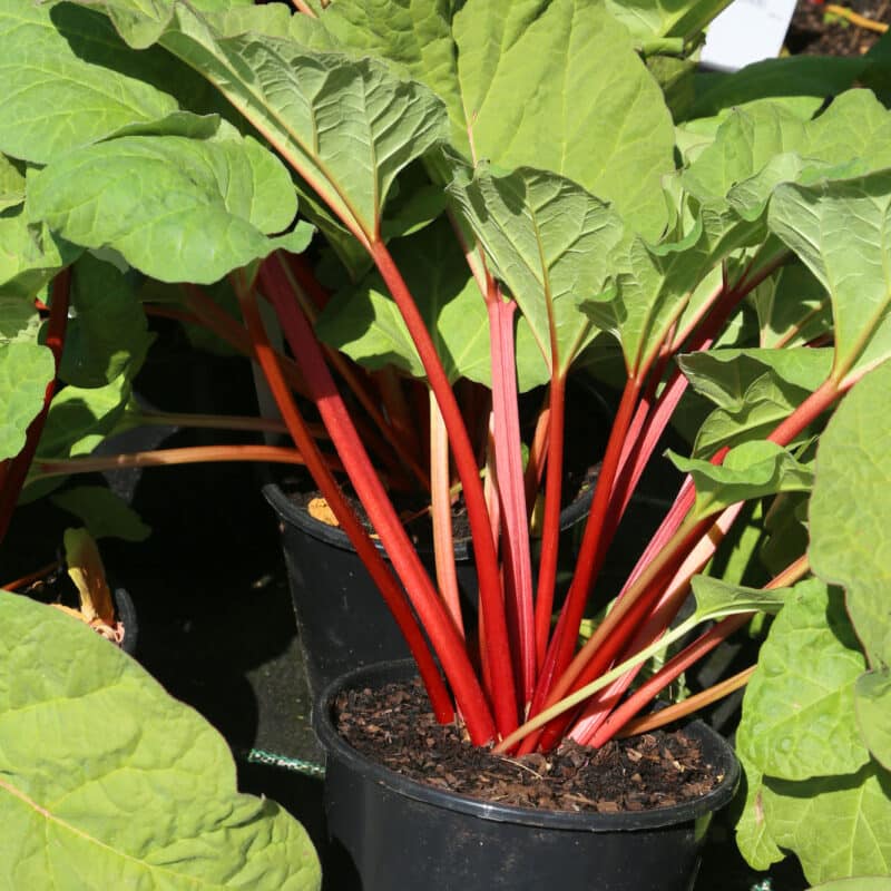 Rheum rhabarbarum 'Fulton's Strawberry Surprise'