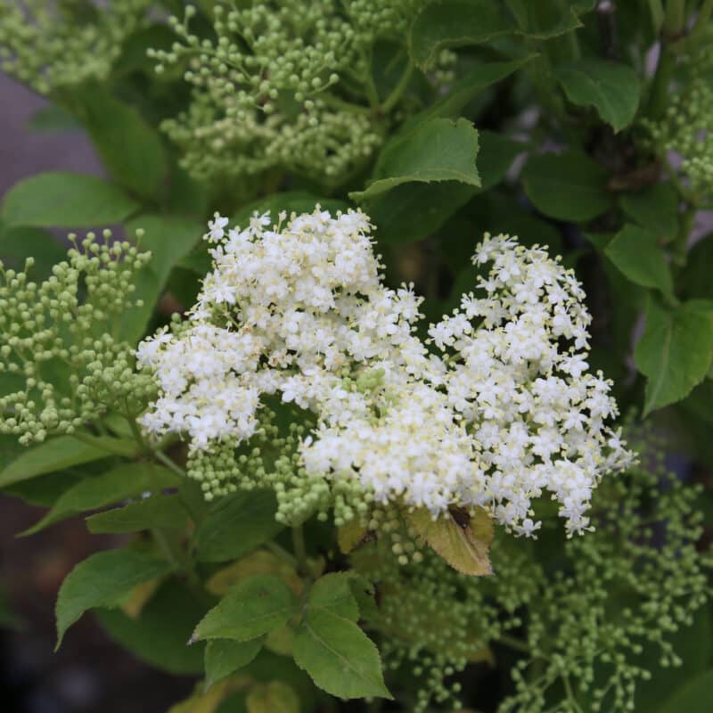 Sambucus nigra 'Haschberg'