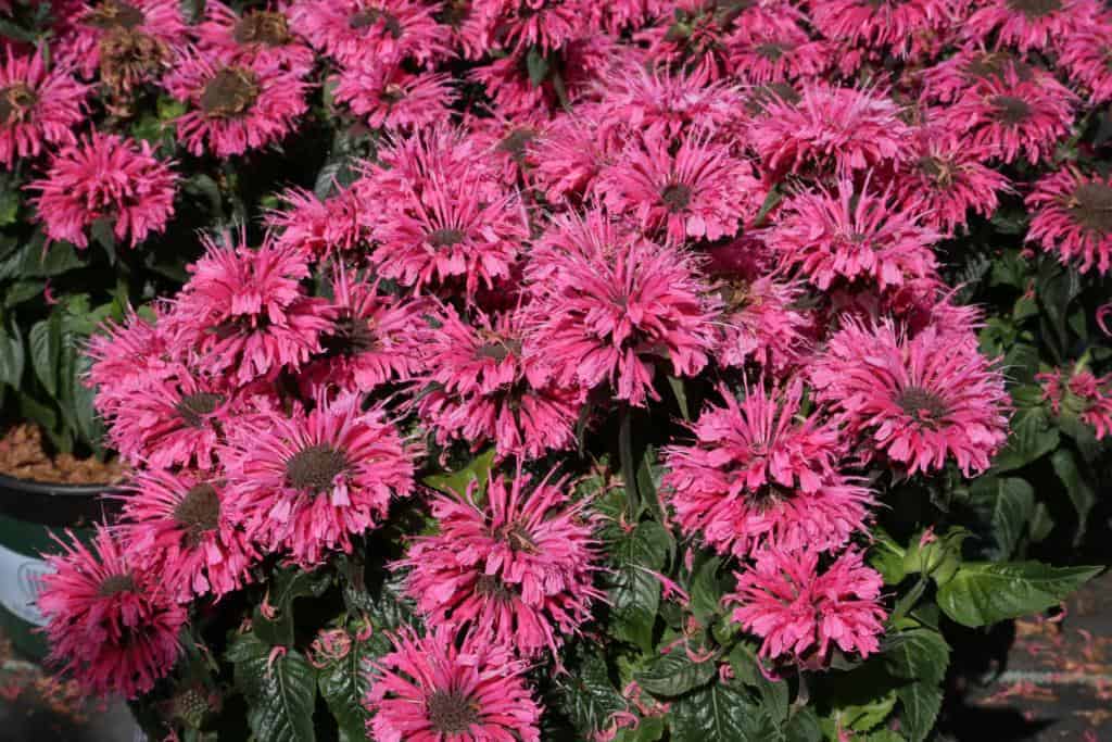 Monarda 'Bubbelgum Blast'