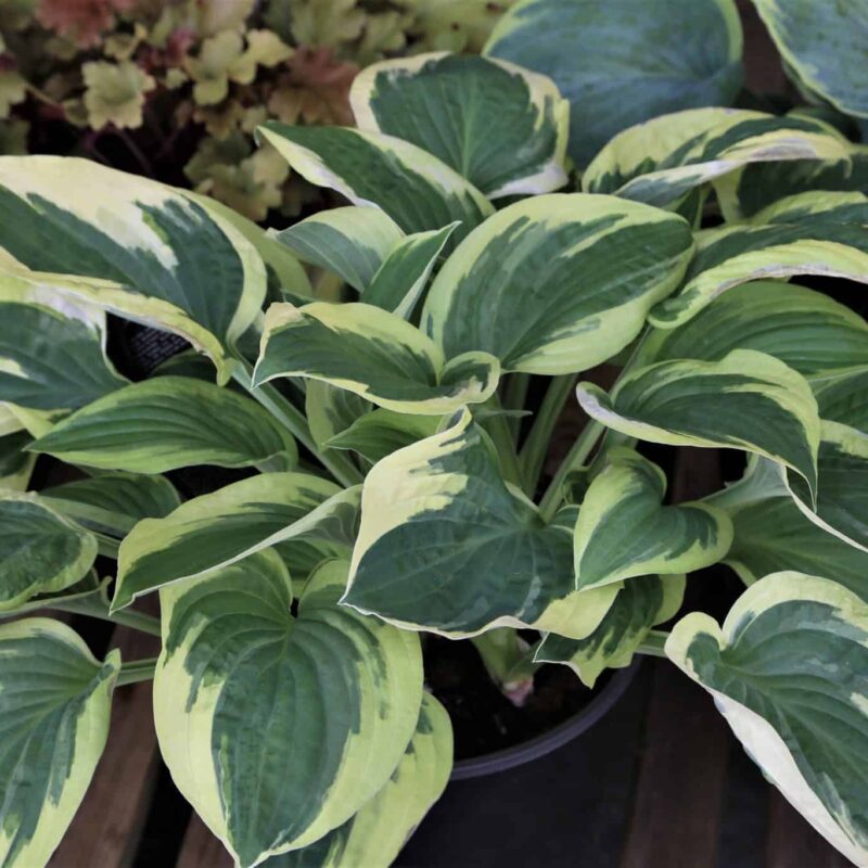 Hosta 'Wide Brim'