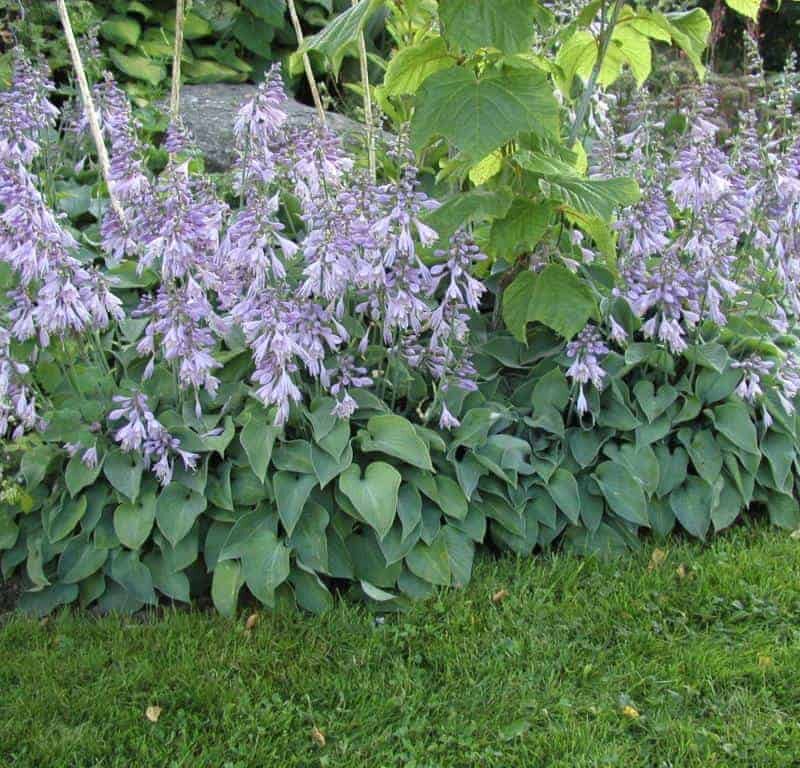 Hosta (Tokudama) 'Blue Cadet'