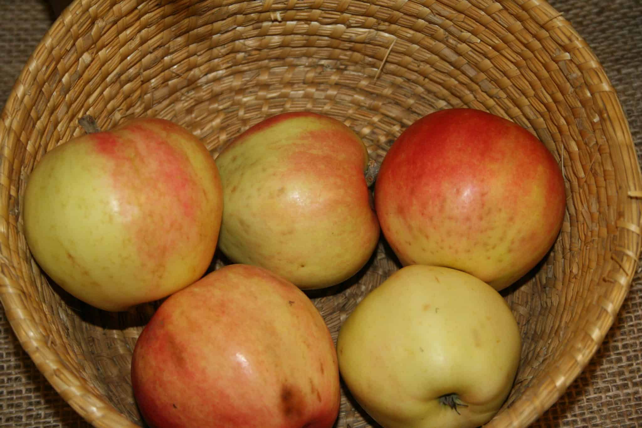 Malus domestica 'Mio'