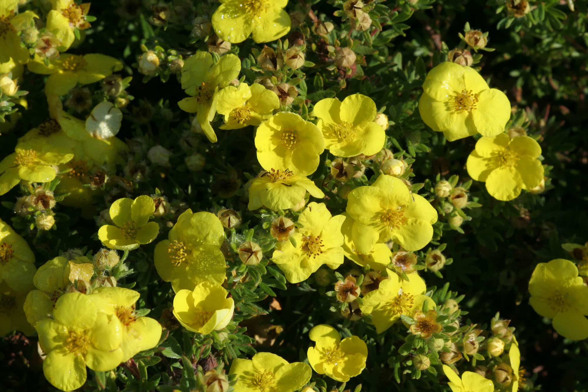Dasiphora fruticosa 'Kobold'