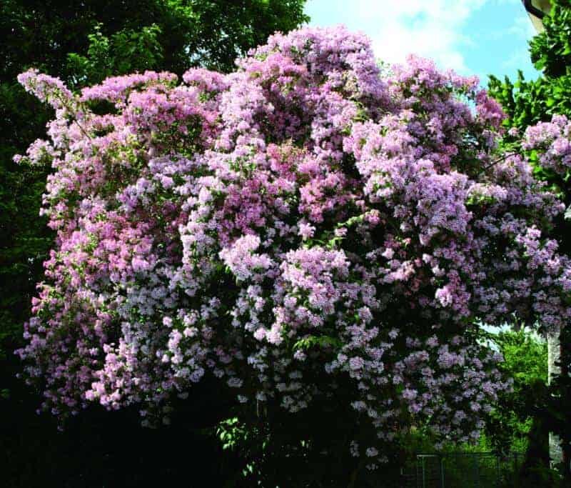 Kolkwitzia amabilis 'Pink Cloud'