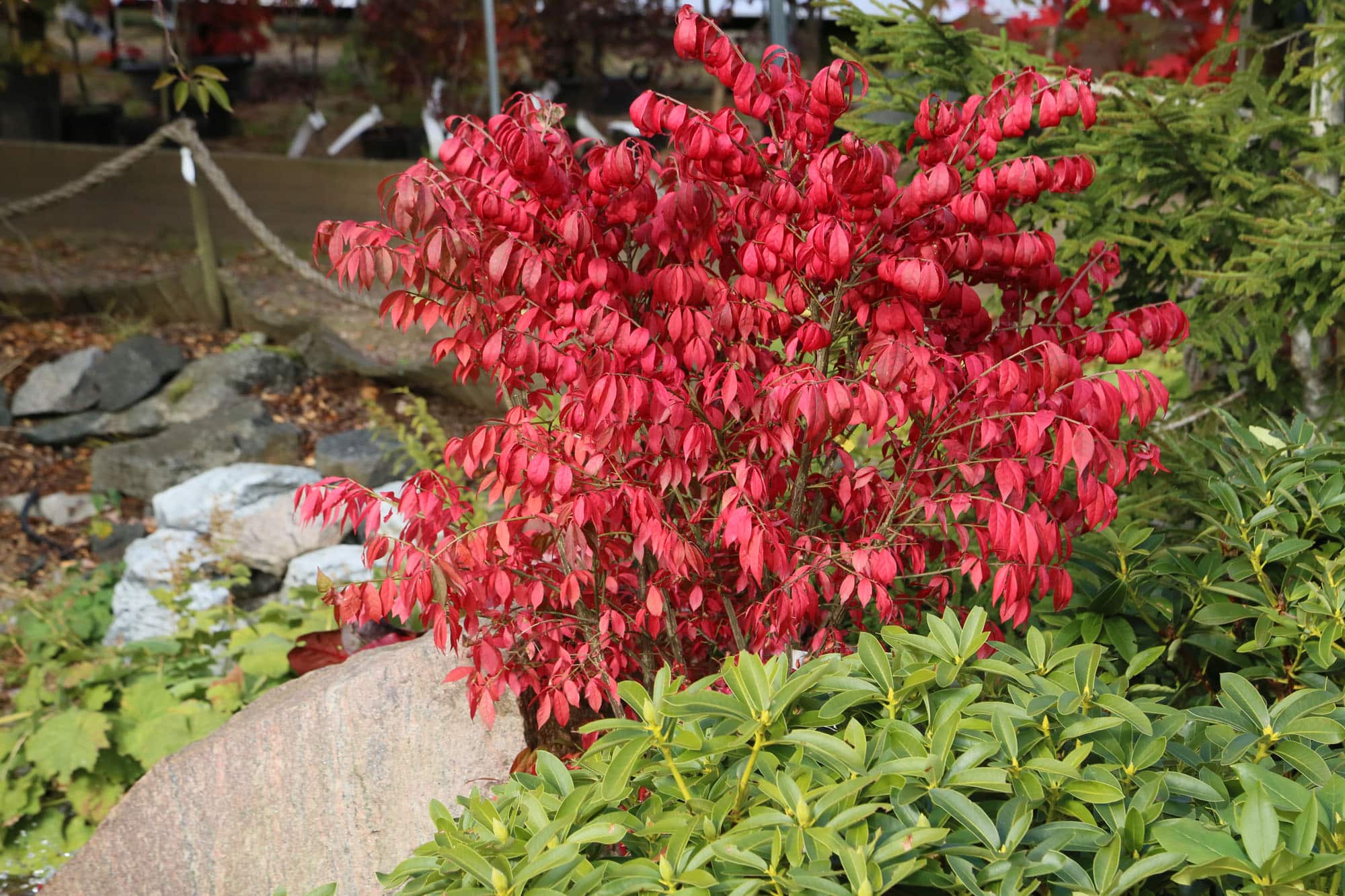 Euonymus alatus 'Compactus'