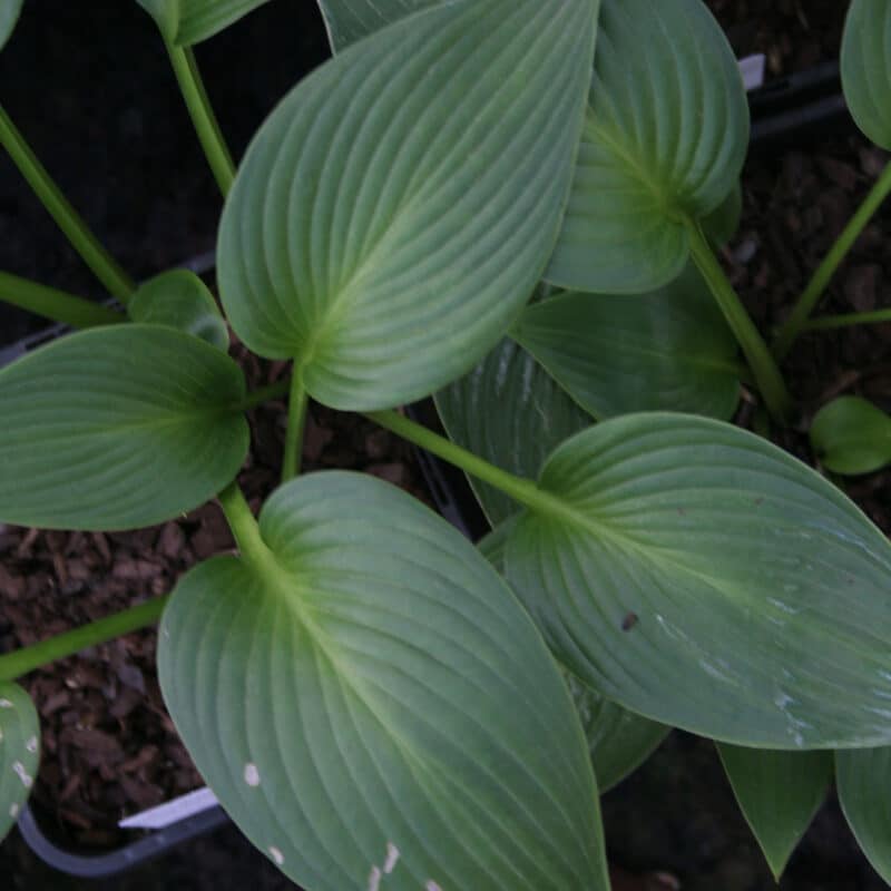 Hosta (Tardiana) 'Devon Green'