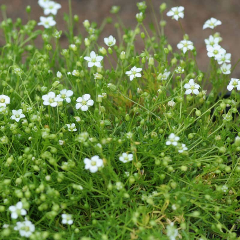 Sagina 'Hortensis' (subulata 'Senior')