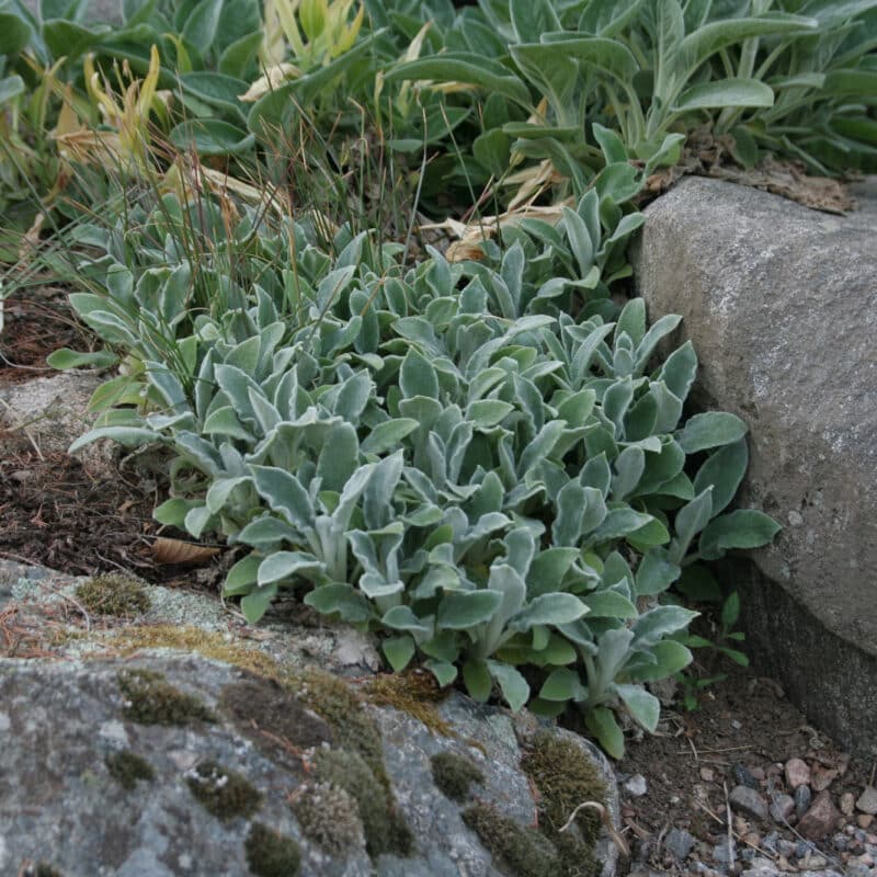 Stachys byzantina 'Silver Carpet'