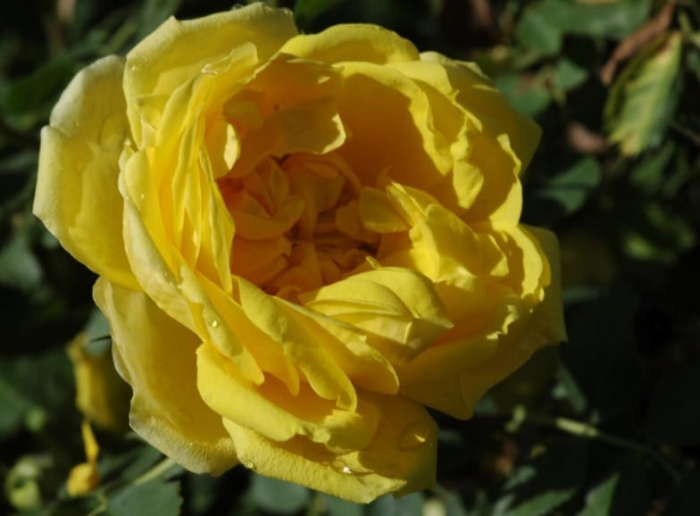 Rosa (Foetida) 'Persiana'