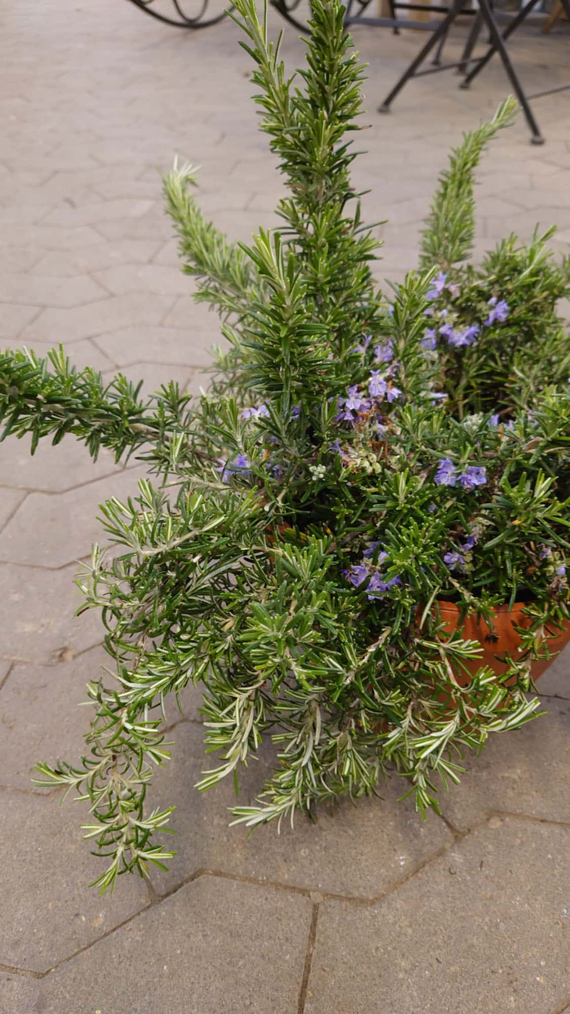 Rosmarinus officinalis 'Prostratus'