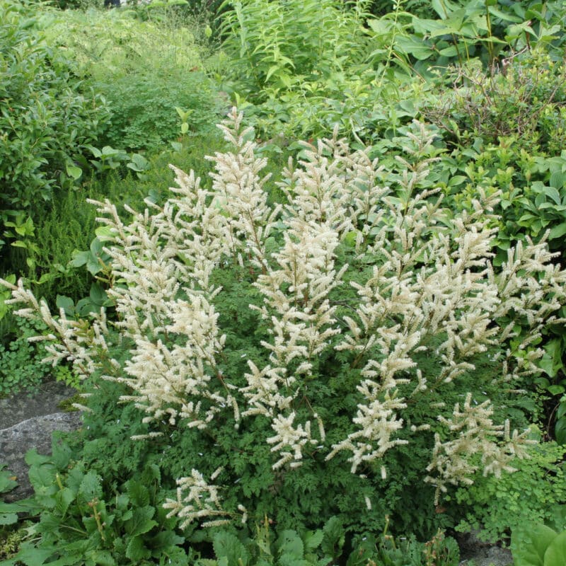 Aruncus aethusifolius
