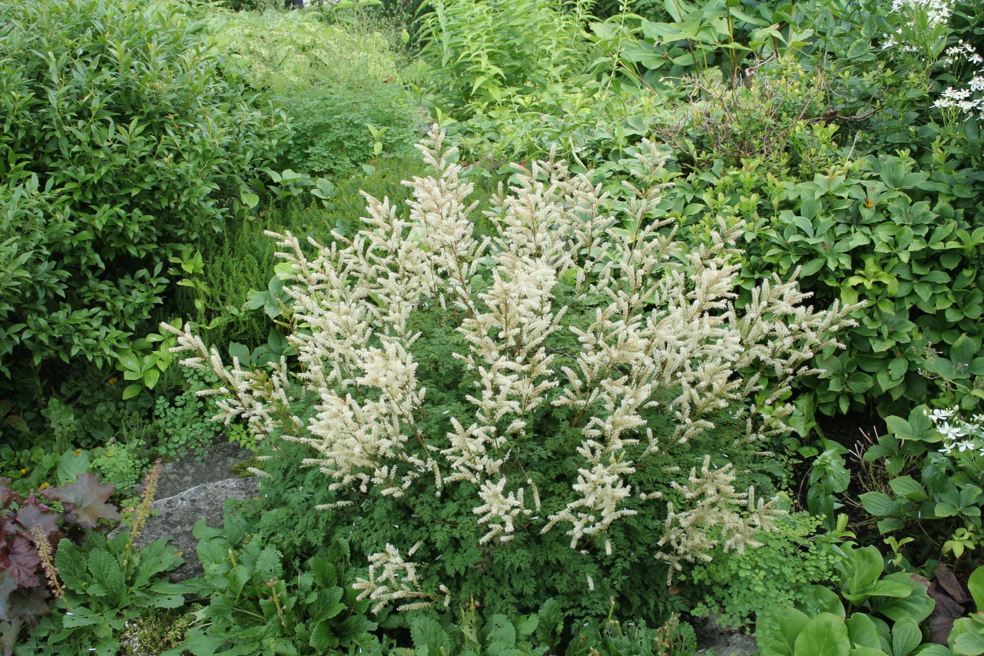 Aruncus aethusifolius