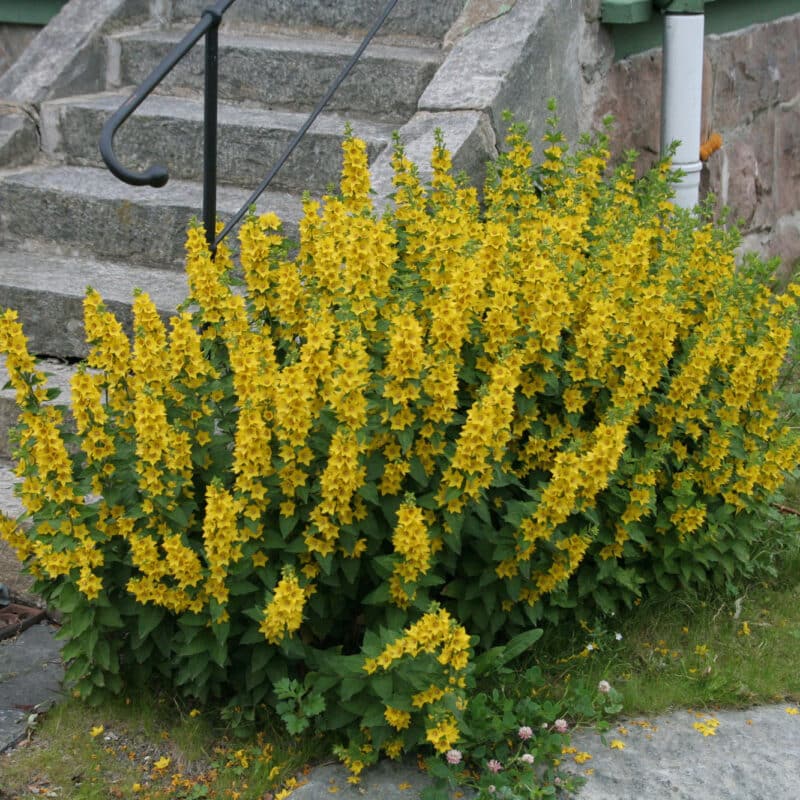 Lysimachia punctata
