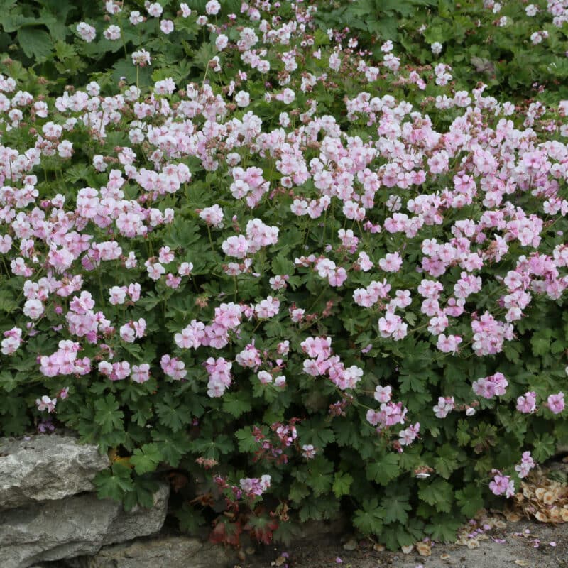 Geranium x cantabrigiense 'Biokovo'