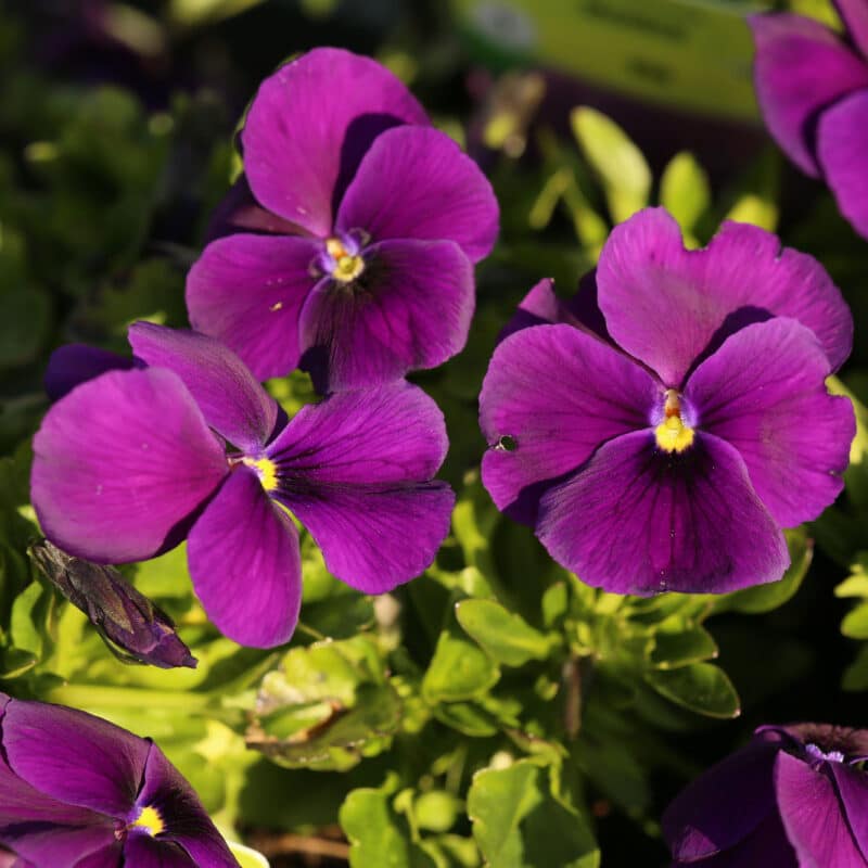 Viola x williamsii 'Martin'