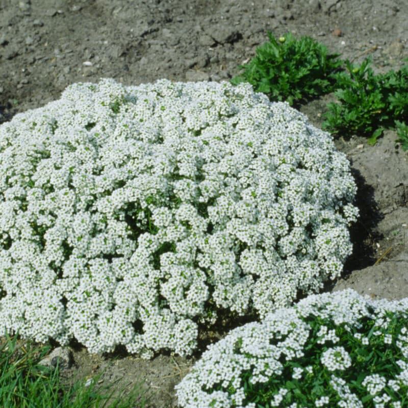 Iberis sempervirens 'Schneeflocke'