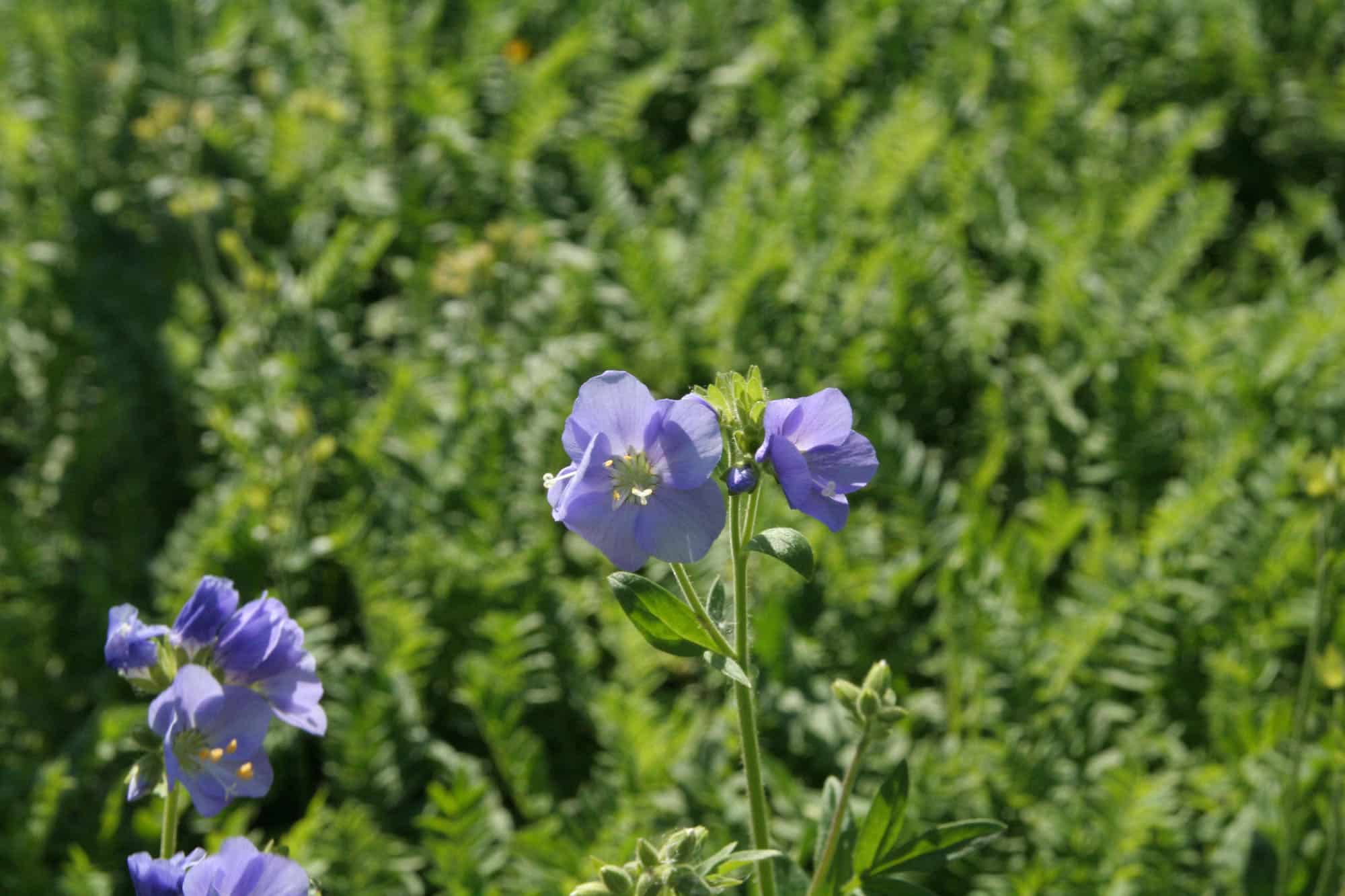 Polemonium caeruleum