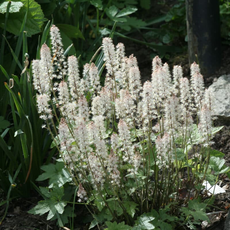 Tiarella cordifolia