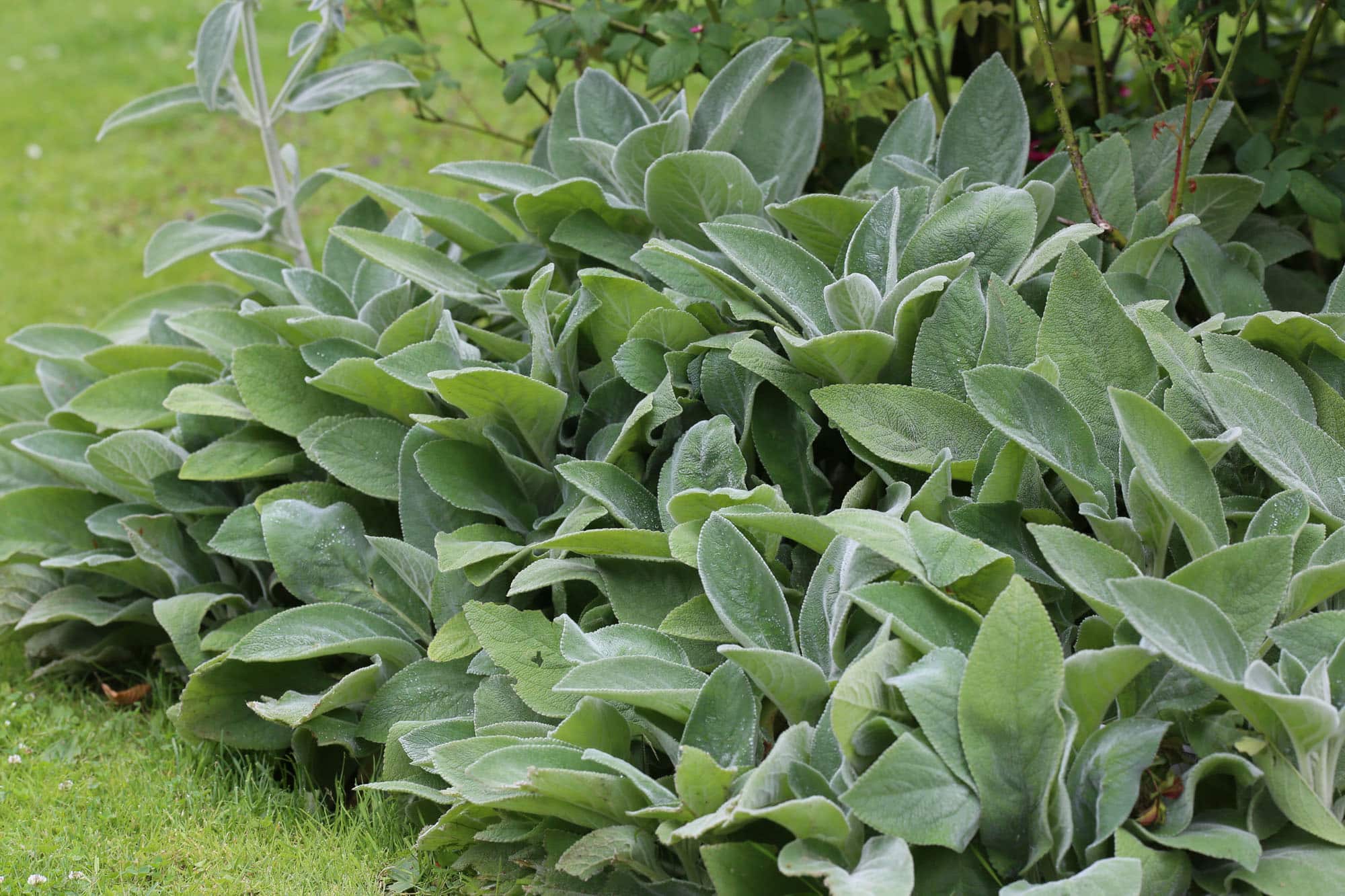 Stachys byzantina 'Big Ears'