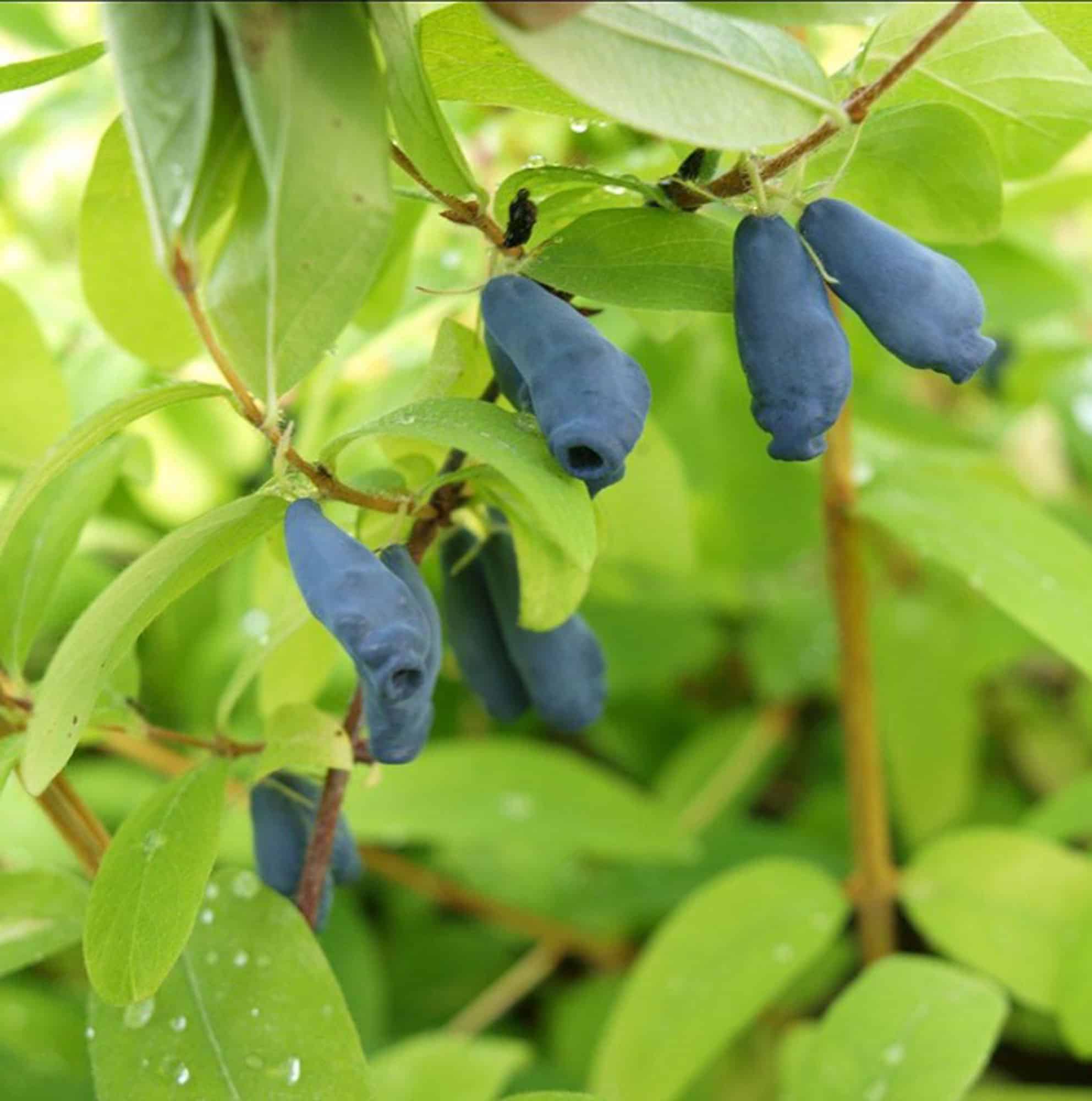 Lonicera caerulea var. kamtschatica 'Eisbär'