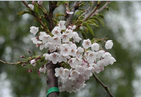 Prunus x yedoensis