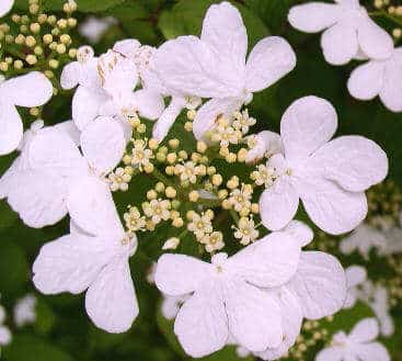 Viburnum plicatum f. toment. 'Nanum Semperflorens'