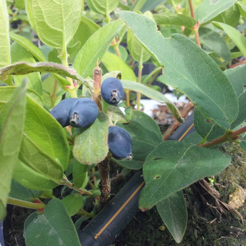 Lonicera caerulea var. kamtschatica 'Borealis'