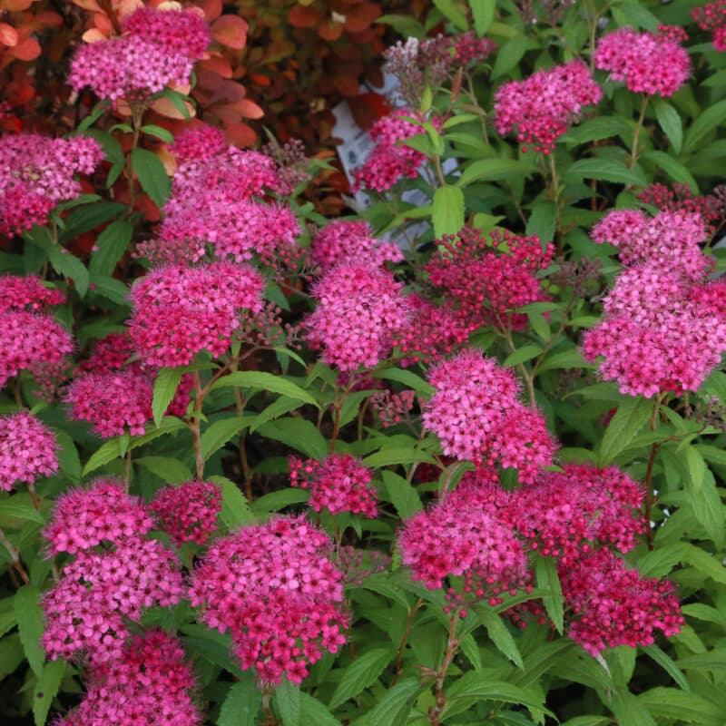 Spiraea japonica 'Anthony Waterer'