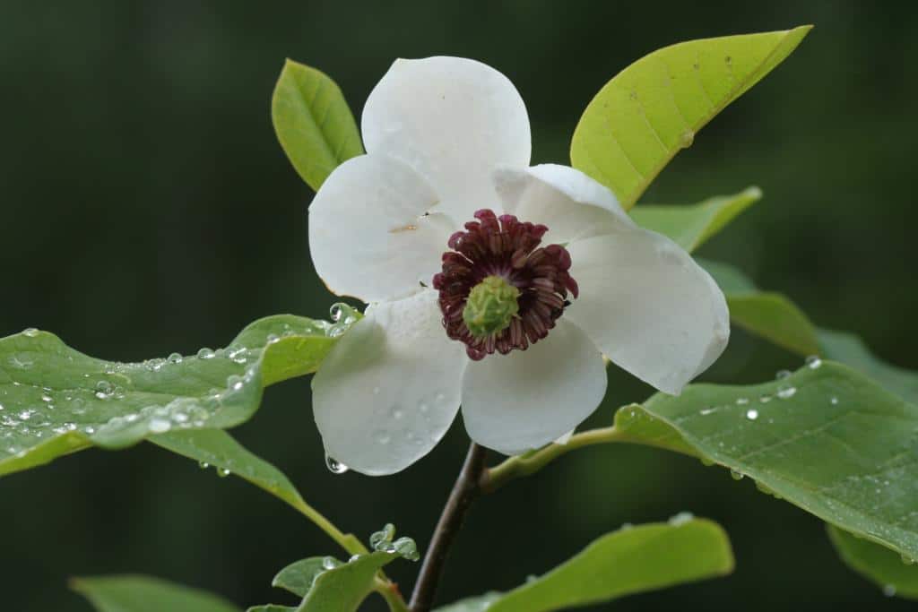 Magnolia sieboldii