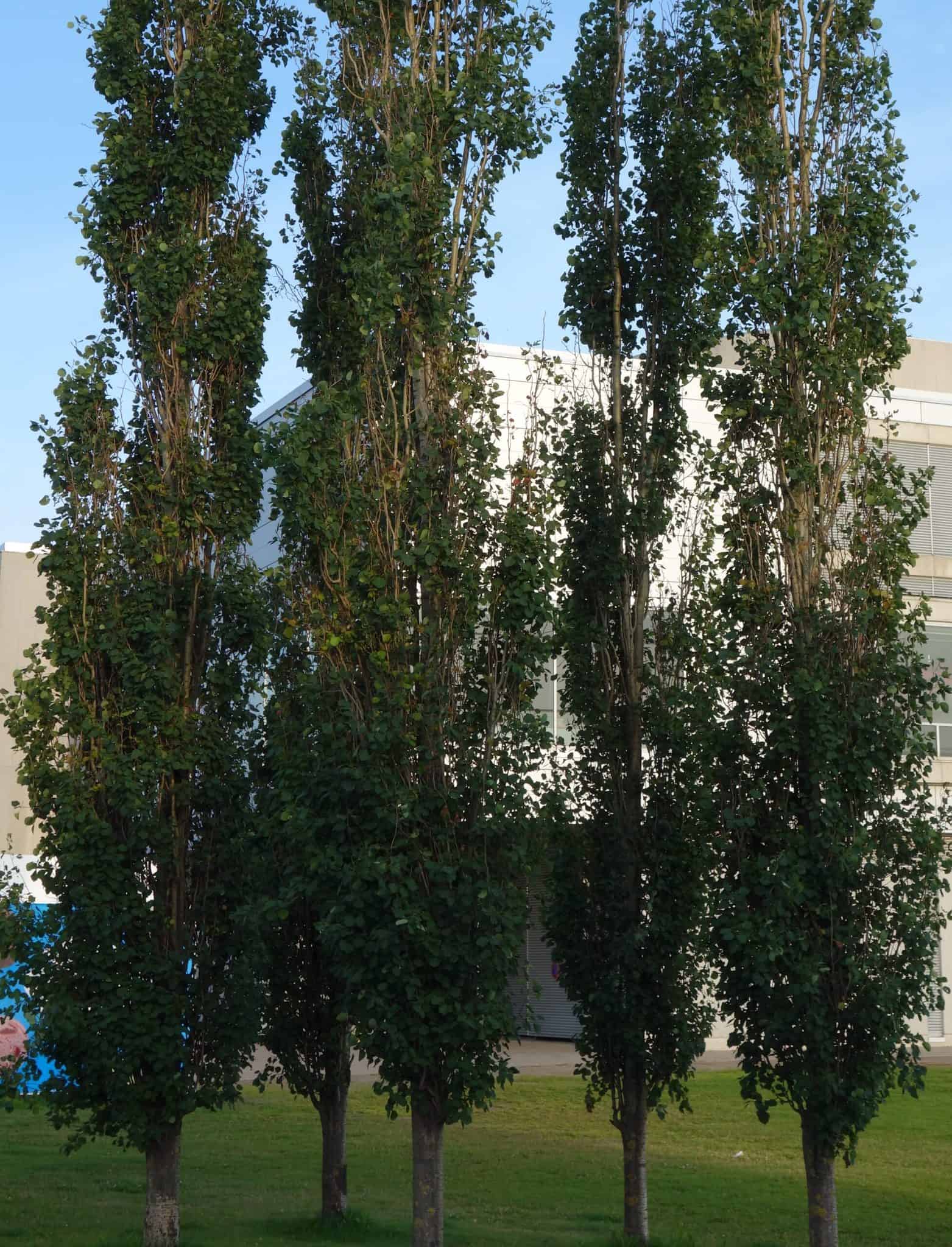 Populus tremula 'Erecta'