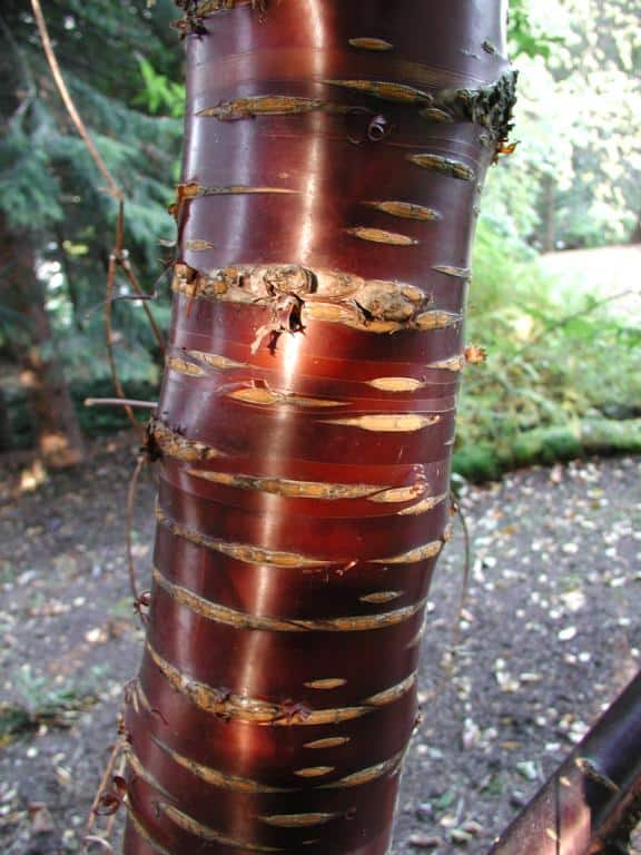 Prunus serrula
