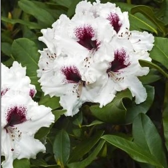 Rhododendron HACHMANN'S PICOBELLO