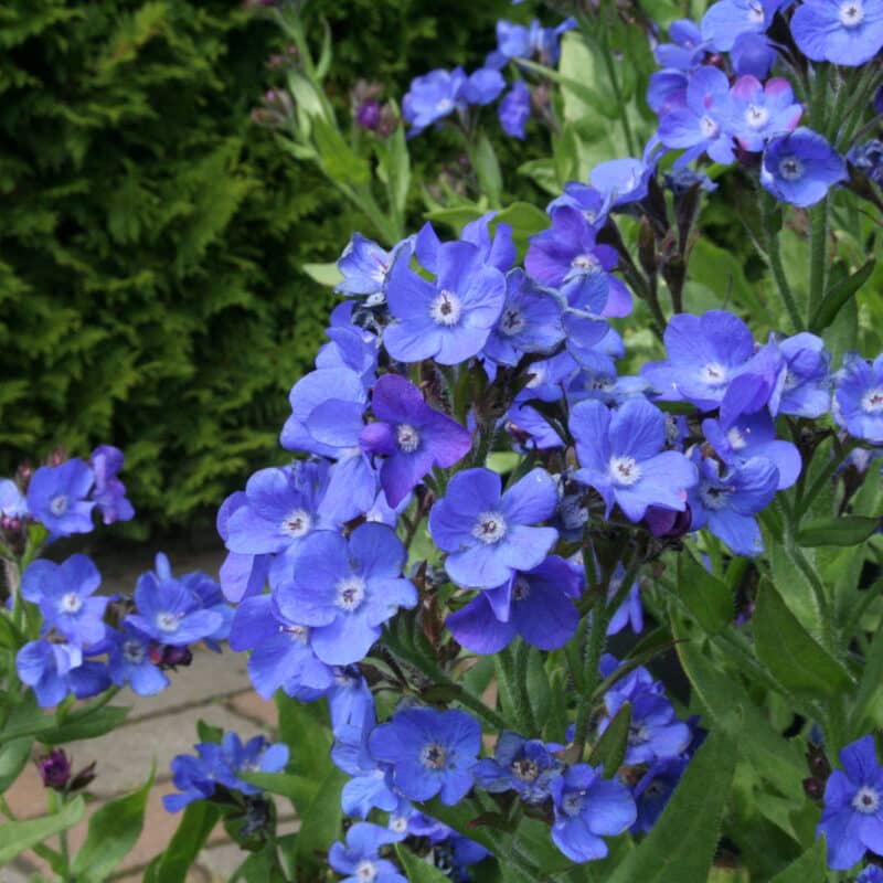 Anchusa azurea 'Loddon Royalist'