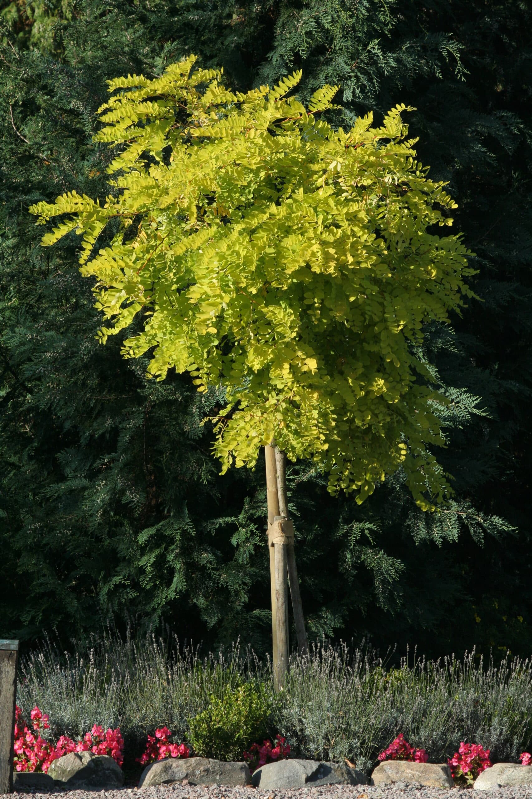 Gleditsia triacanthos 'Sunburst'