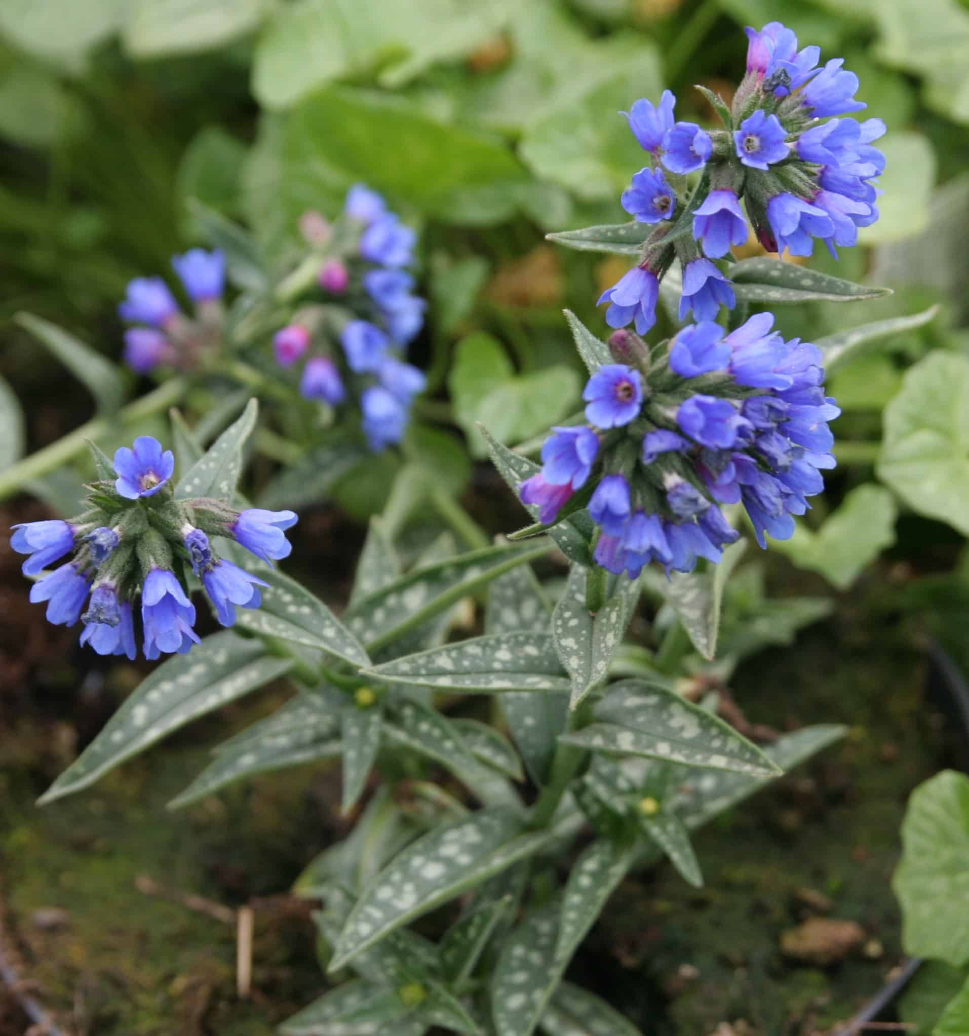 Pulmonaria longifolia 'E. B. Anderson'