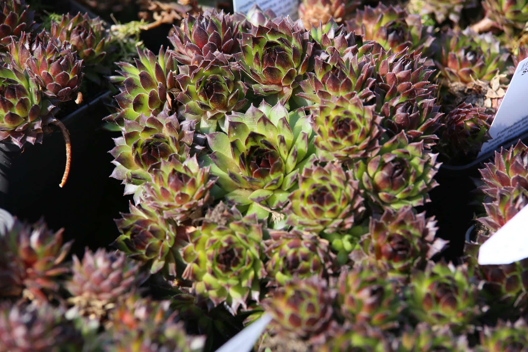 Sempervivum 'Black Top'